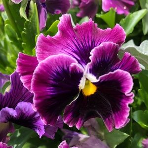 Meet your Posher, Marki